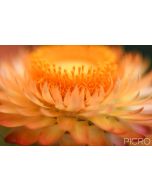 Sun-kissed florets radiate in golden lighting as selective focus on the stamens using a narrow depth of field creates a dreamy image of a golden everlasting daisy.