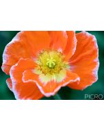 Orange Poppy