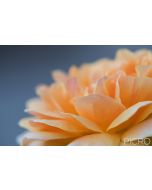 Gorgeous sun-kissed orange petals seductively stand out from a grey background in a shallow depth of field.