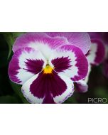 Large purple and white petals overlap at the top with two side petals and an indented lower petal and yellow eye in the middle of the flower make a pretty plant that enjoys growing in a sunny position.