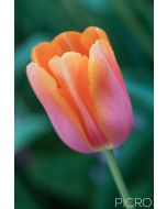 A tulip sunset with delicate petals in shades of orange and pink with the green earth surrounding gentle tulipa flower.