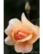 Dainty peach petals draw you into the delightful rose flower as a rose bud drifts out of focus in the background bokeh.