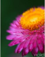 Delightful petals and pollen on a paper daisy accompany the softness of the flower and surrounding bokeh made with the shallow focus of macro photography.