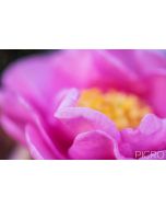 Alluring selective focus on the fold of a pink camellia petal that offers a glimpse of the flora as the yellow stamens and petals artistically blend out of frame.