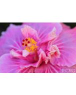 Exotic hibiscus flower decorated with fully double, ruffled petals in varying shades of pink that contrast with yellow stamens and red pistils.
