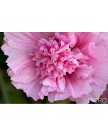 An impressive pink blossom of a fully open double hollyhock flower from a cottage garden.