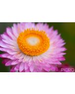 A closer look at the pastel pink paper daisy, up close and personal, with a bright yellow eye and petals of a papery texture that are dusted in pollen, composed horizontally in natural light.