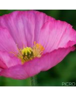 Selective focus on yellow stamens of the open bud draws you in to the softness of the delicate pink petals of the poppy bloom.