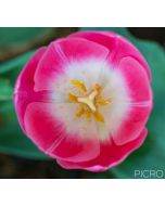 A perfectly symmetrical tulip flower with three petals and three sepals in a shade of pretty pink and a white blotch at the base.