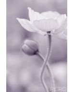 A statement of comfort and remembrance, this artistic work features a poppy and bud in monochrome. Poppies have long been a symbol of sleep, peace, and death.