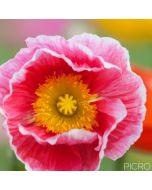 Crumpled pink petals have a white frilled edge with a yellow stigmatic disk and stamens that form a whorl in the center of the flower and rainbow bokeh surrounds the subject.