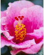 A close up view of the reproductive organs of a rose mallow shows the yellow stamen and red stigma that receives pollen on fertilization surrounded by its pink showy petals.