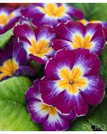 A sweet flowering garden plant, the primrose features beautiful rustic petals in shades of reddish purple, yellow and white with radial symmetry among the green leaves.