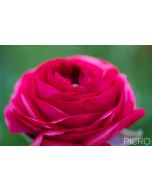 Attractive ranunculus flower with highly lustrous hot pink petals that contrast with the leaf green blurred background.