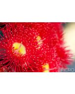 A bright and fiery red gum flower stands big and lovely from a group of flowers blurred in the background with selective focus from one of Australia's ornamental eucalypts.