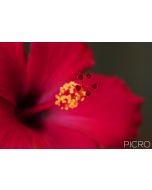 Exquisite red petaled tropical flower showcases its beauty in this macro photograph as the sharpness of the yellow stamens and red pistils draw you into the luscious corolla.