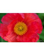 Red petals contrast against the yellow stamen and stigma surrounded by green foliage bokeh that creates a vibrant floral photograph.