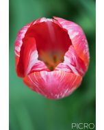 Pretty petals of a tulip from above display the beauty of tulipa in all its glory.