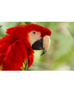 Scarlet Macaw (Ara Macao)