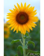 Golden beauty of bright yellow florets of a sunflower in selective focus as it shines and stands tall in a field of sunflowers.