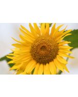 A  happy sunflower faces the sun as it blooms in all its glory.