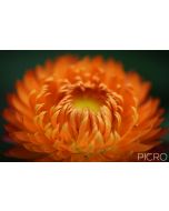 Golden orange petals form a circular pattern and soft focus on the paper texture and satin sheen appearance of the everlasting daisy, perfect for cut and dried flower bouquets.