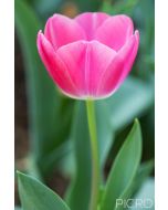 Spring-blooming pink tepals of a tulip flower stand tall with stem and leaves drifting out of focus in a vertical composition of the inflorescence of this ornamental plant.