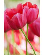 Two pink tulips in bloom as their stems are intertwined in this intimate close-up composition.