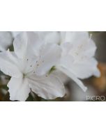 Attractive full bloom of white petaled flowers of an azalea plant from the Rhododendron genus.