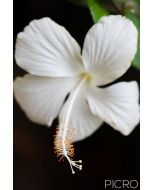 White Hibiscus