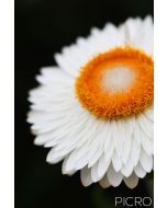 A white paper daisy defined by highlights and shadows with a striking orange center composed vertically offers a simple and minimalist aesthetic.