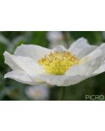Gorgeous white poppy macro photograph with the yellow stamens in selective focus and dreamy white petals surrounding them.