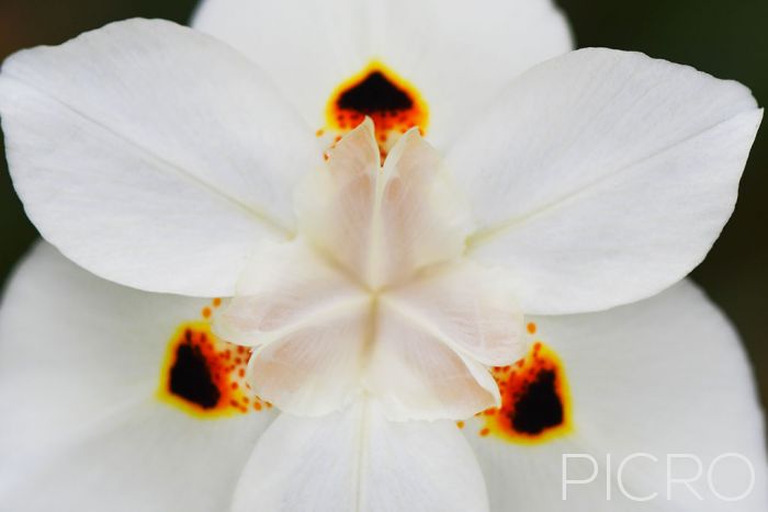 White African Iris - Close-up of a white variant dietes bicolor bloom exhibits white petals that feature three dark spots with an orange outline in a symmetrical composition.