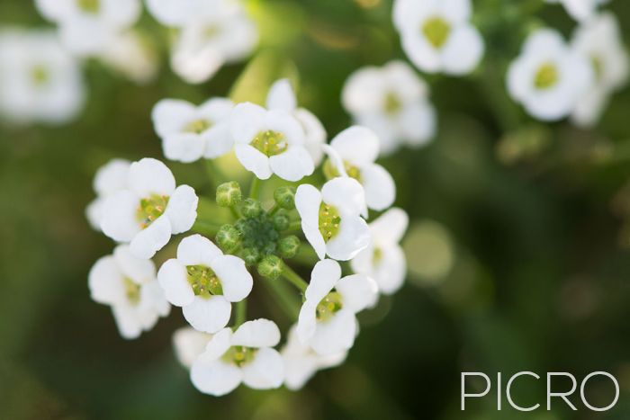 Alyssum - A close up shot of fragrant sweet alyssum that blooms prolifically with a dense cluster of flowers and buds at the focal point and a beautiful smooth blur of bokeh in the distance.