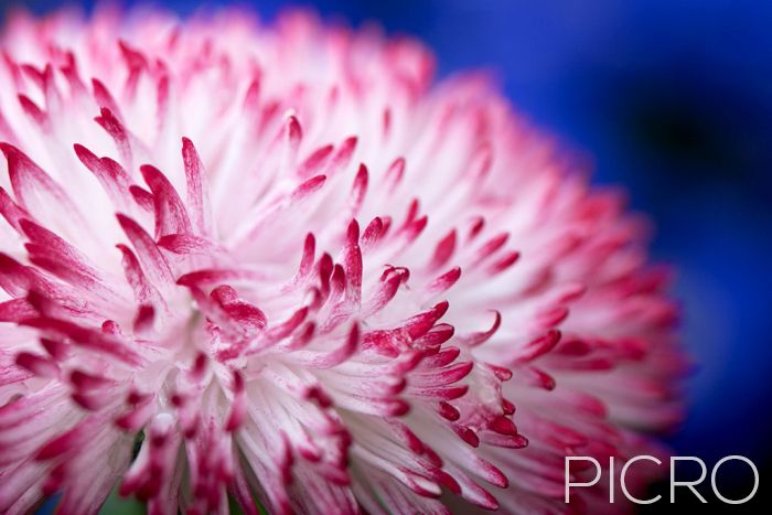 Bellis Perennis - Bellis Perennis