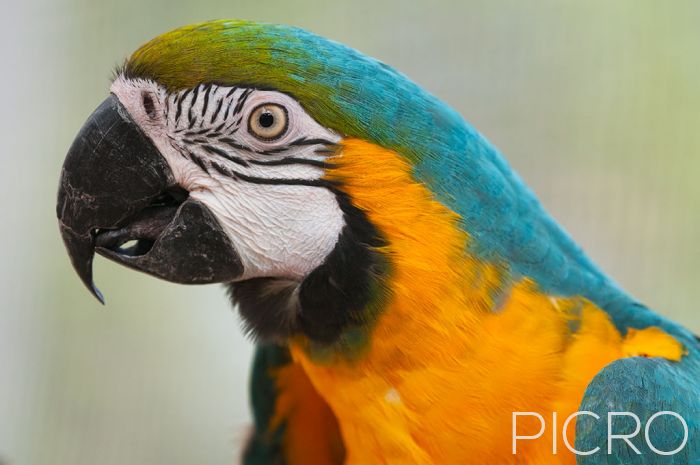 Blue-and-yellow Macaw - Blue-and-yellow Macaw