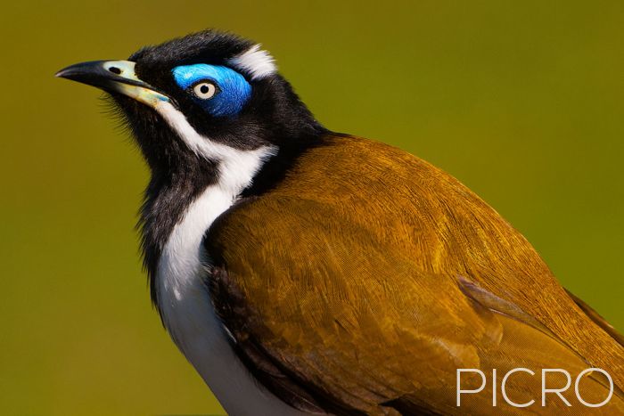 Blue-faced Honeyeater - Blue-faced Honeyeater