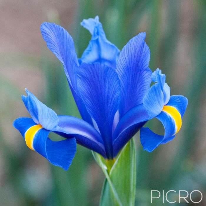Blue Iris - Large, lightly scented flowers in violet-blue with veining and a central yellow stripe, the Iris spuria is slender and stands like royalty.