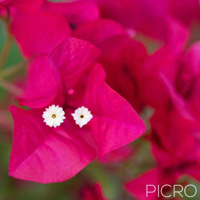 Bougainvillea Flower - Bougainvillea Flower