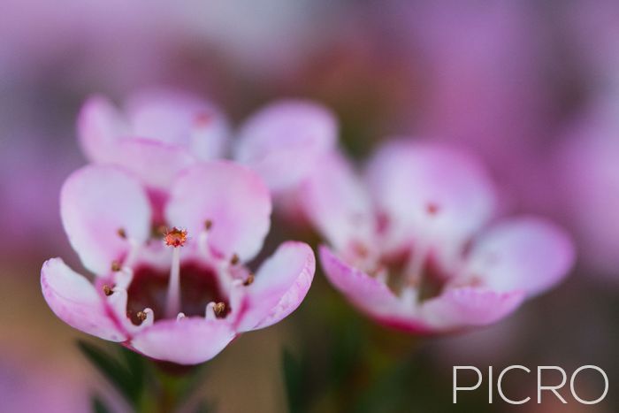 Chamelaucium Sarah's Delight - Gorgeous waxflower with five petals, ten stamens and a pistil, composed of sticky stigma and supporting style for pollination, showcases three small flowers drifting out of focus from a lower aperture setting and a narrow depth of field.