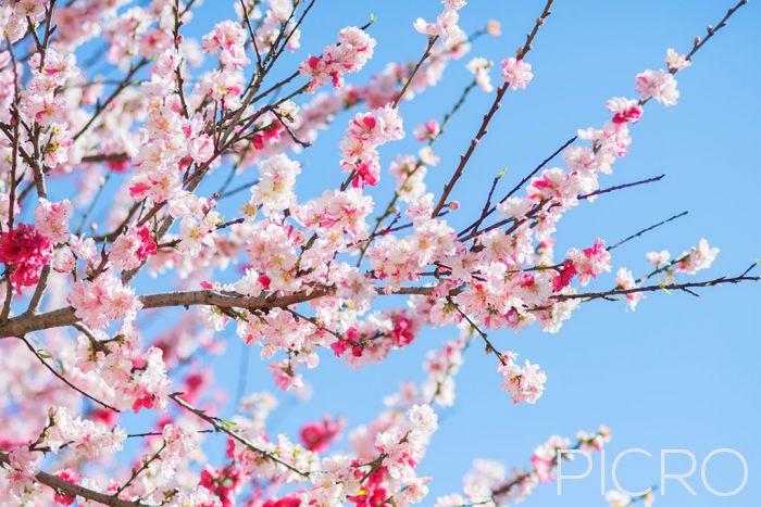 Cherry Blossom - Cherry blosssoms are the stars of springtime as white and pastel pink blooms flourish on the branches of a tree under a blue sky in daylight, captured in a horizontal composition.