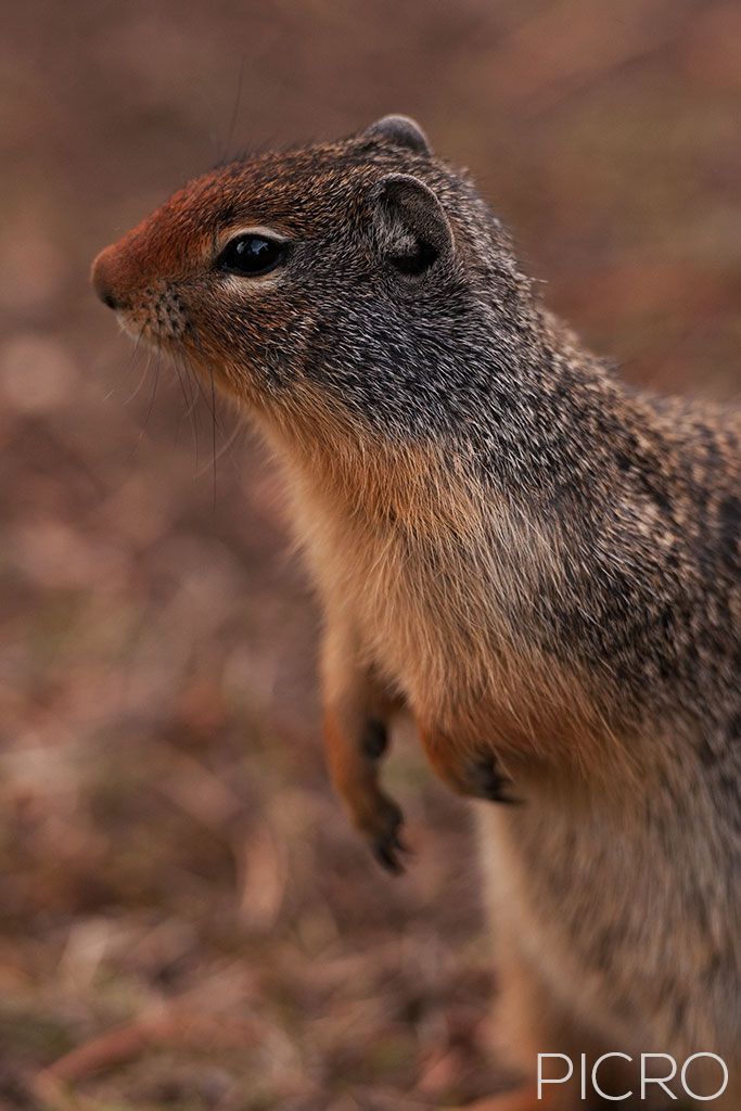 Columbian Ground Squirrel - Columbian Ground Squirrel