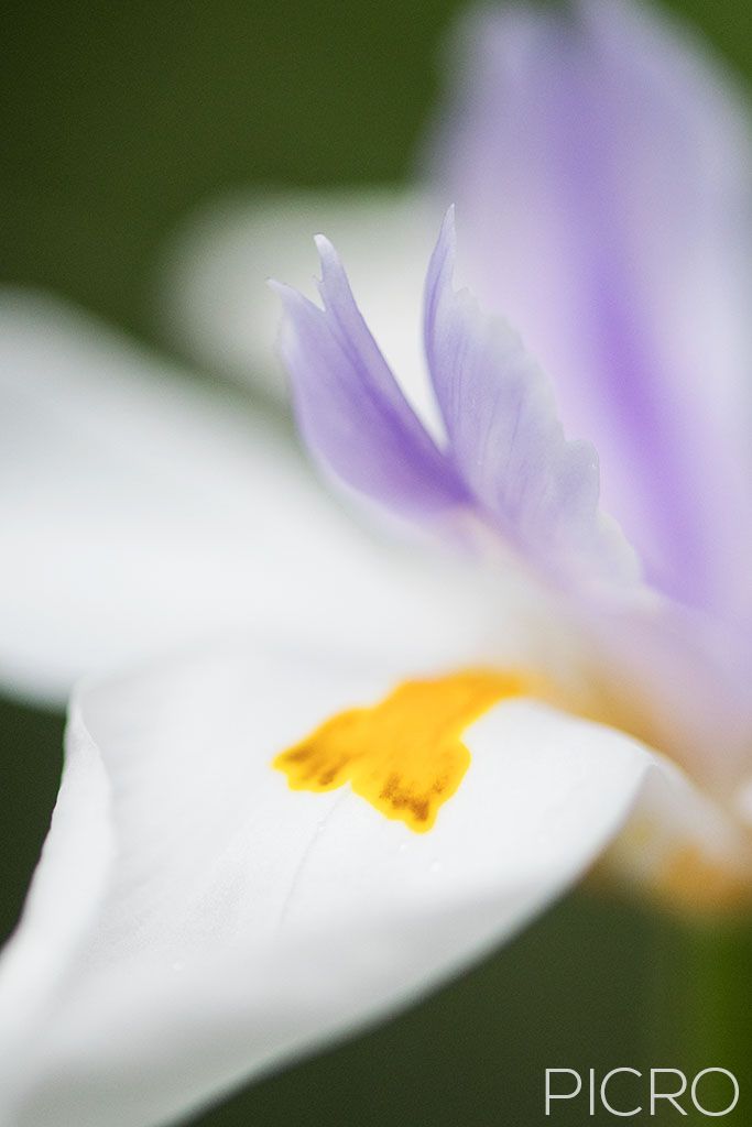 Dietes Grandiflora - Dietes Grandiflora