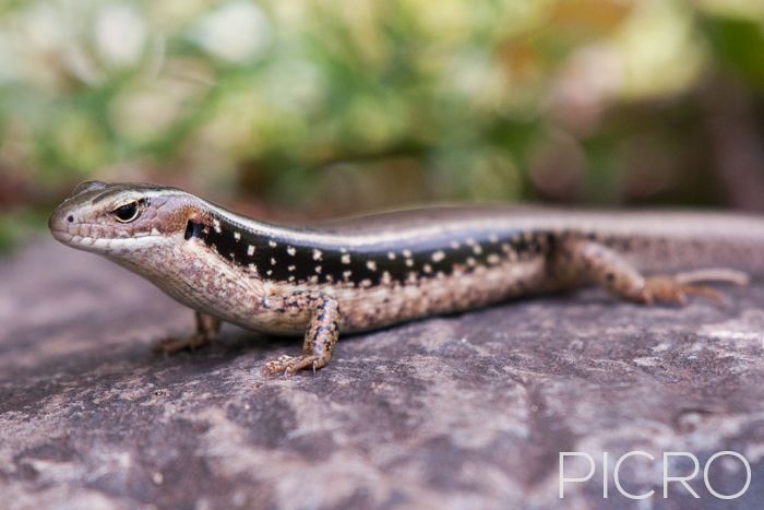 Eastern Water Skink - Eastern Water Skink