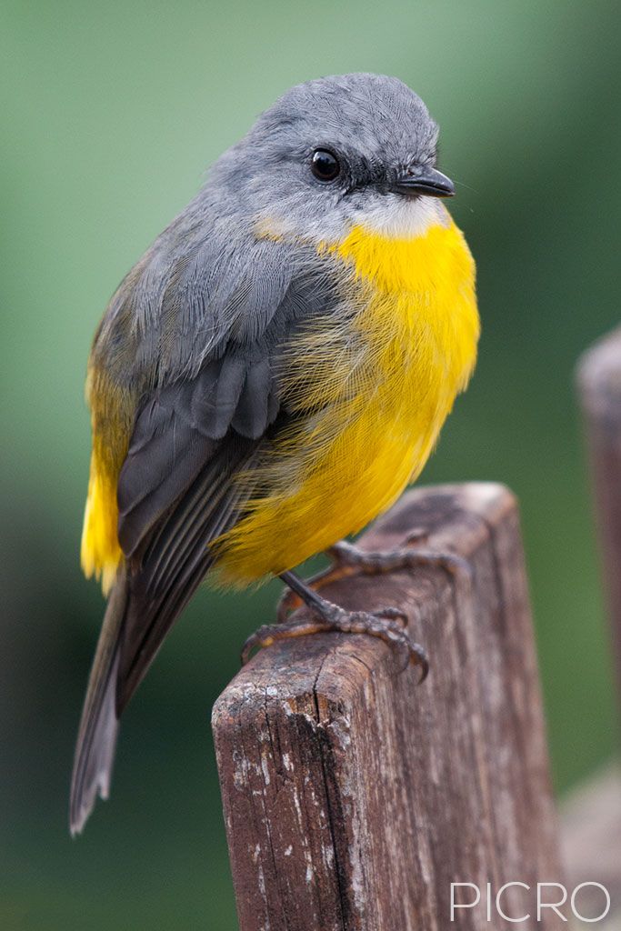 Eastern Yellow Robin - Eastern Yellow Robin