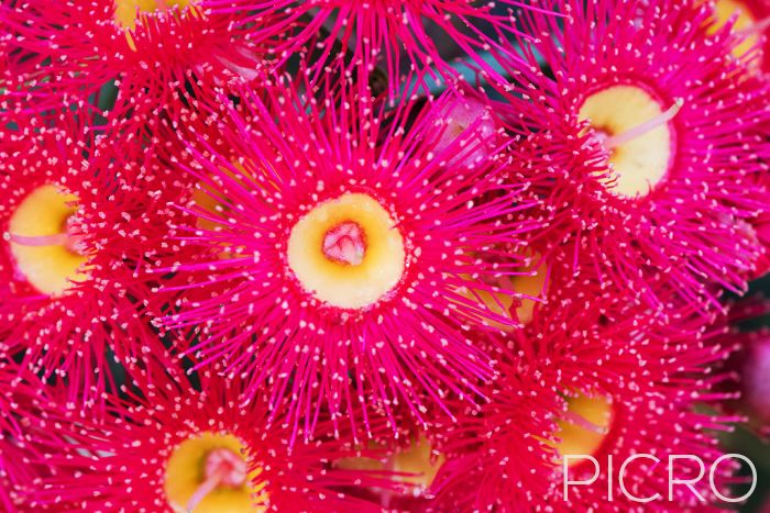Flowering Gum Blossoms - Summer glory is a stunning and vibrant pink flowering gum with nectar-rich blooms, featuring outstanding terminal flowers with stamens held in cup-like bases.