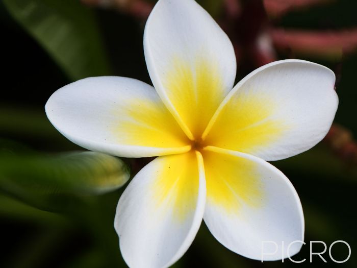 Frangipani - A glorious plumeria bloom from the tropics, this white and yellow flower is not only beautiful, but fragrant too.
