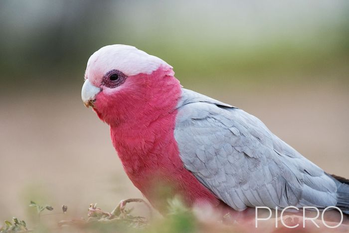 Galah - Galah