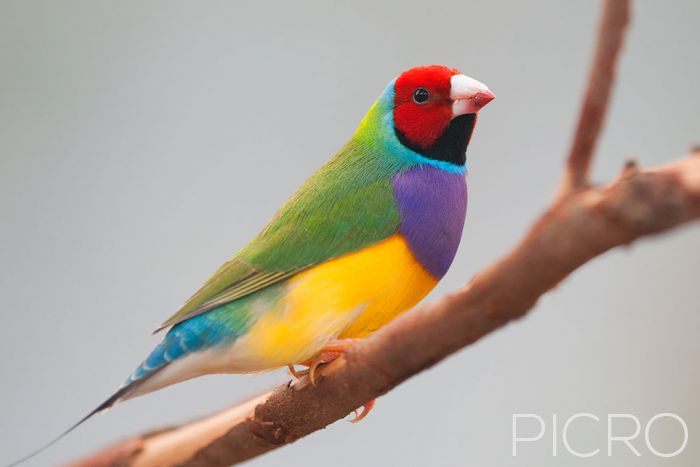 Gouldian Finch - Gouldian Finch