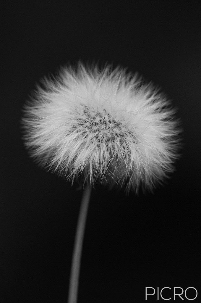 Hawksbeard Seed Head Monochrome - A mature flower head has gone to seed and formed a white, fluffy seed head that makes a contemporary floral art piece.